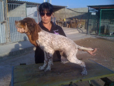 des feux de la passion - PREMIÈRES SORTIES DES CHIOTS DE RADENTIS CARUSO