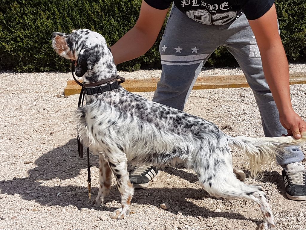 des feux de la passion - PHOTOS DES CHIOTS DE DIVA 