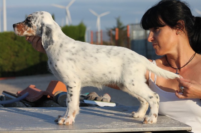 des feux de la passion - CHIOT FEMELLE EN VENTE