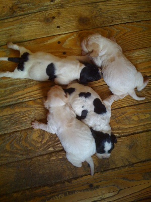 des feux de la passion - CHIOTS OR X VELA