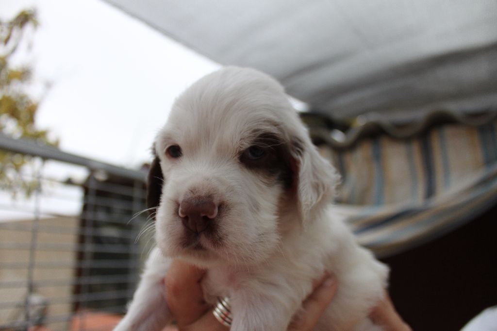 des feux de la passion - Setter Anglais - Portée née le 15/09/2017